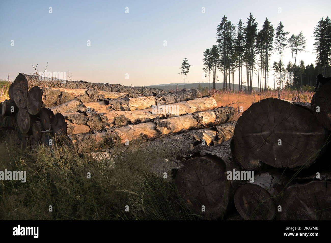 Gefällte Bäume auf einer Lichtung im Taunus, Deutschland Stockfoto