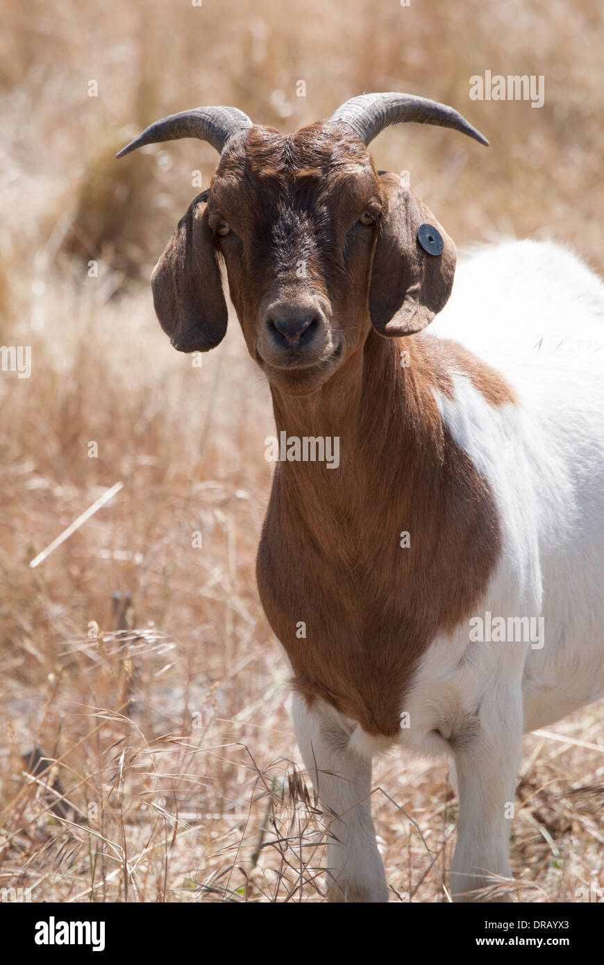 Braune und weiße Ziege zur Bürste Steuerung auf Mare Island, CA Stockfoto