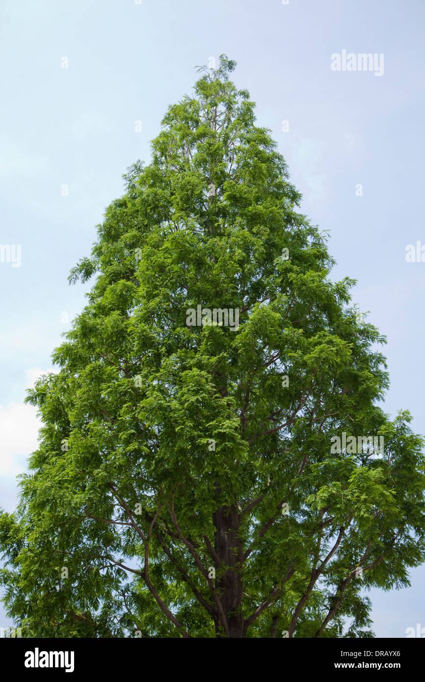 Großer Baum Stockfoto