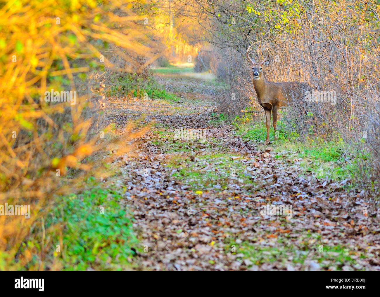 Whitetail Deer Buck in einem Feld stehen. Stockfoto