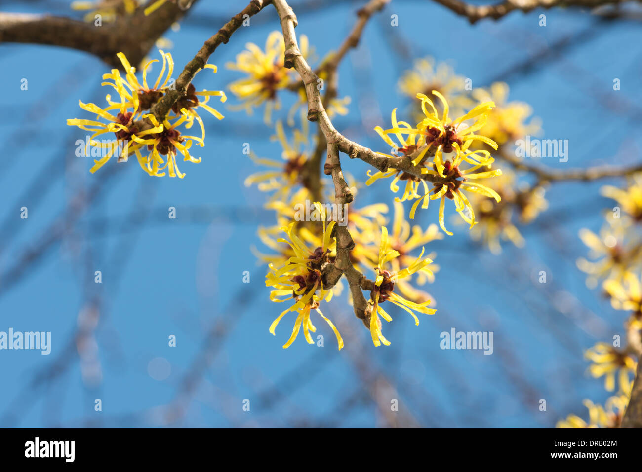 Blühende Zaubernuss Hamamelis isoliert Mollis eine sommergrüne Winter blühender Strauch Blüte vom Hintergrund Stockfoto