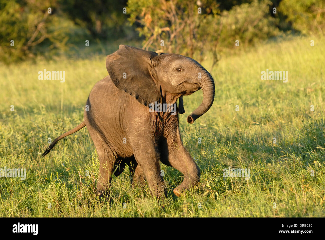 Elefant Kalb Stockfoto