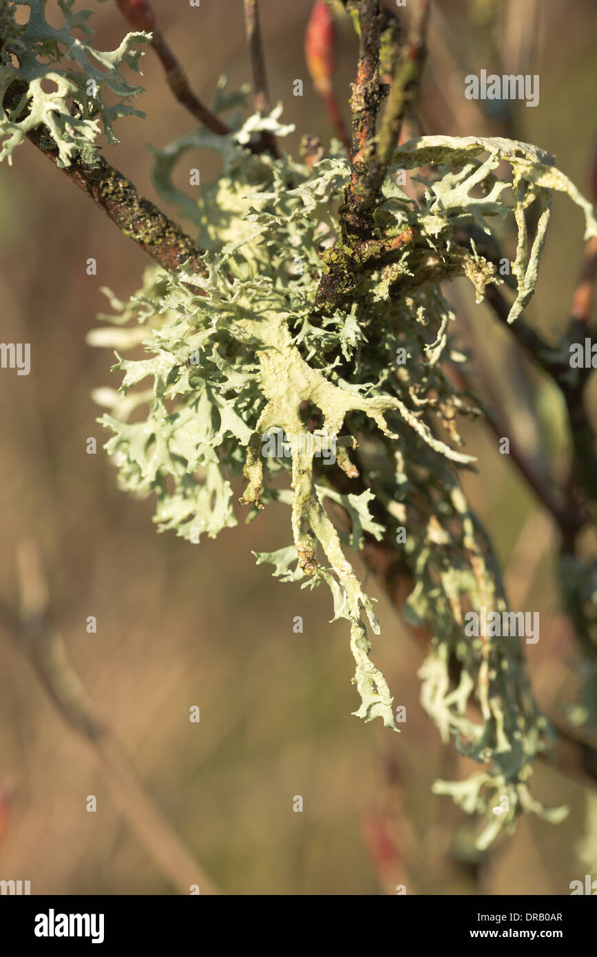 Rentier Ramalina Farinacea fruticose Flechten und Moos unter foliose Flechten an lebenden Eichenrinde Baumstamm Stockfoto