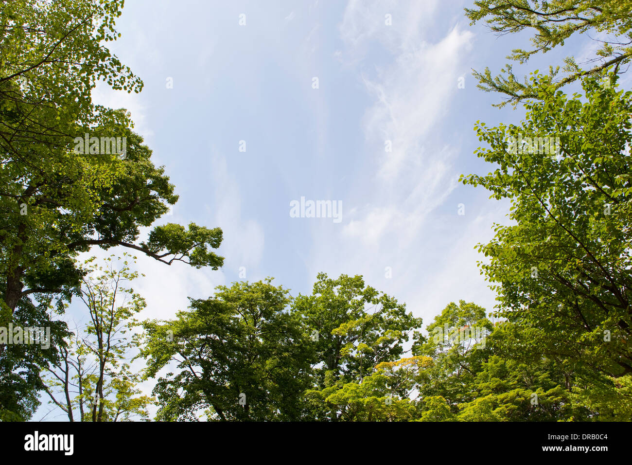 Grüne Bäume und Himmel Stockfoto