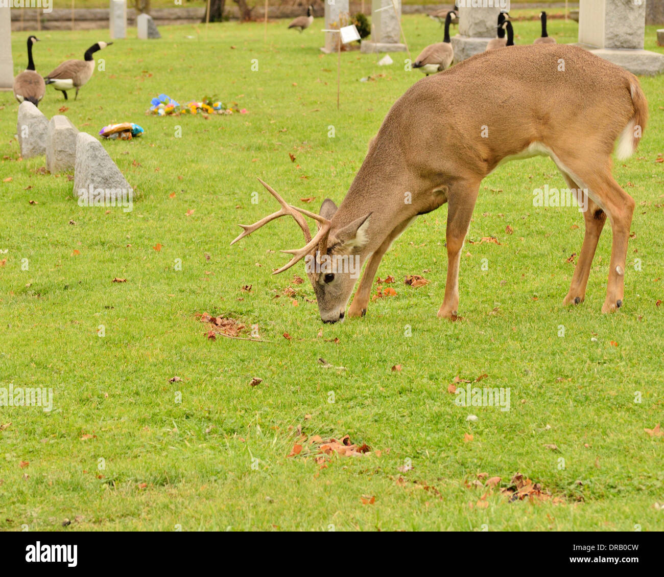 Whitetail Deer Buck Surfen auf einem Friedhof. Stockfoto