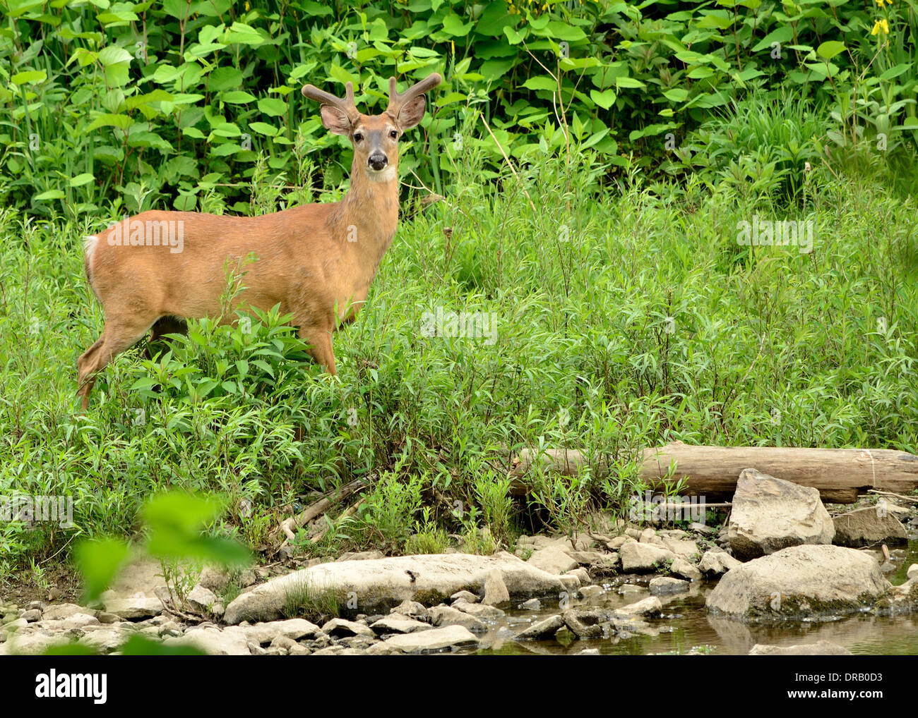 Whitetail Deer Buck im Sommer samt stehen an Stream Seite. Stockfoto