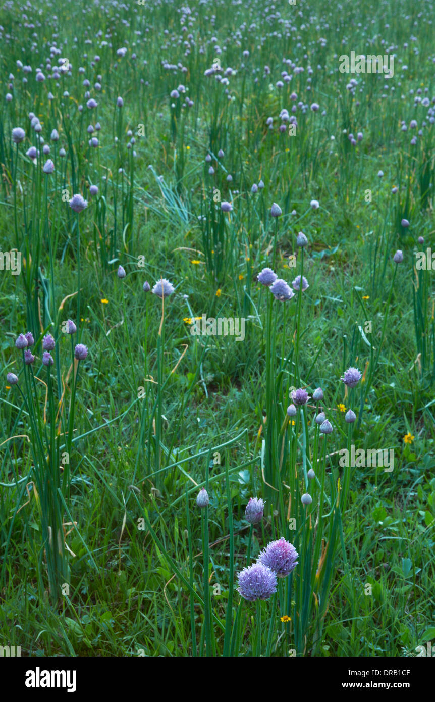 Wilde Zwiebel (Allium) auf einer Wiese in die Bob Marshall Wilderness. Montana. USA Stockfoto