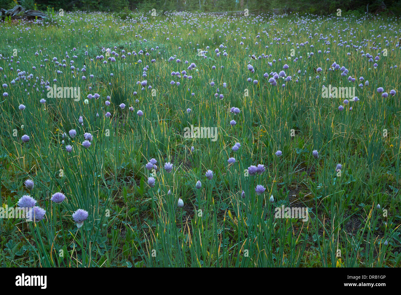 Wilde Zwiebel (Allium) auf einer Wiese in die Bob Marshall Wilderness. Montana. USA Stockfoto