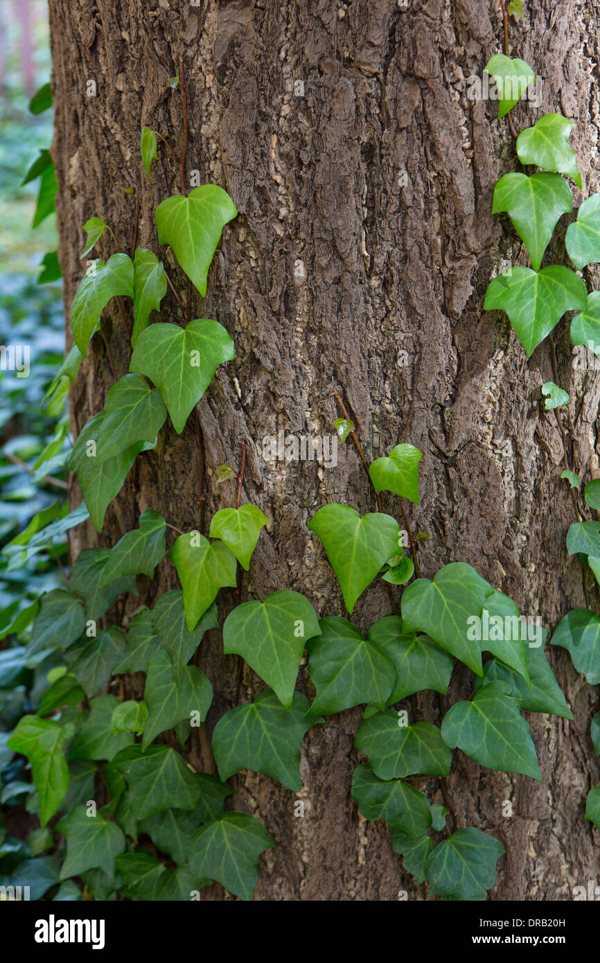 Grüne Blätter auf Baumstamm Stockfoto