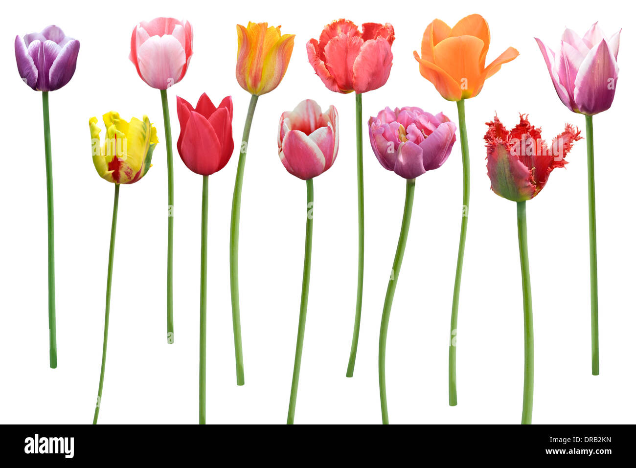 Bunte Tulpen Blumen In einer Reihe, Isolated On White Background Stockfoto
