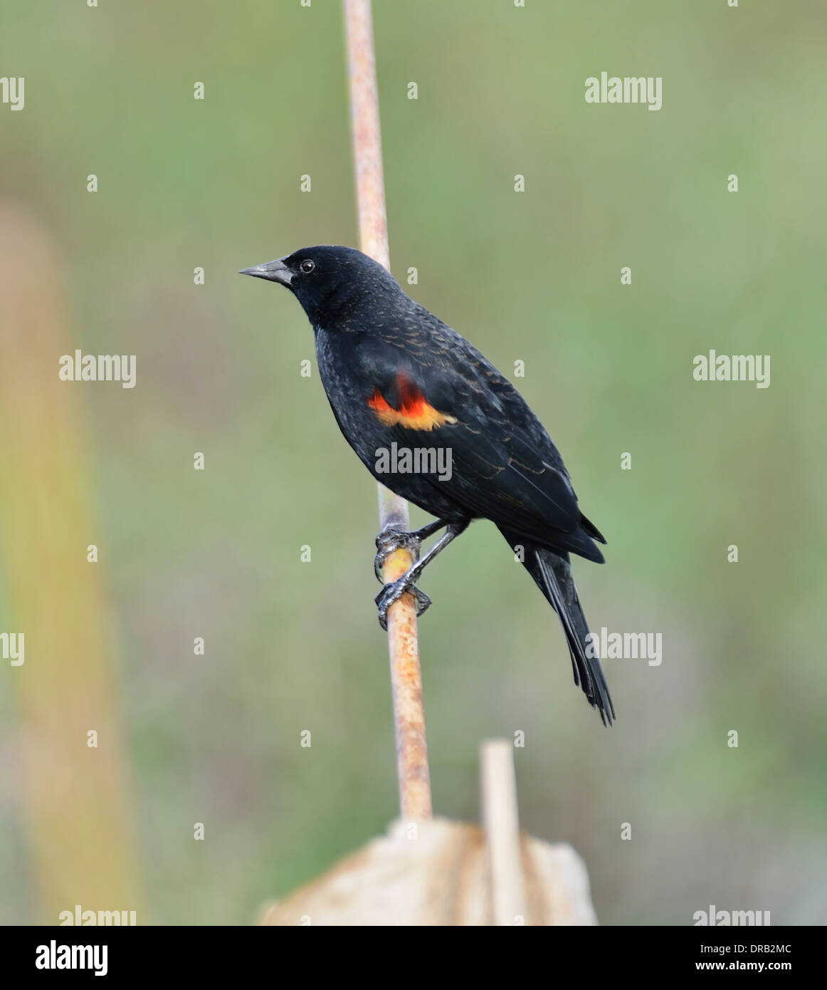 Red Wing Blackbird männlich hocken Stockfoto