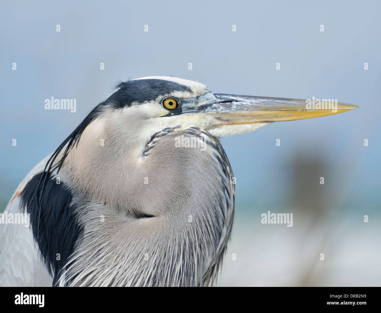 Great Blue Heron, Nahaufnahme Stockfoto