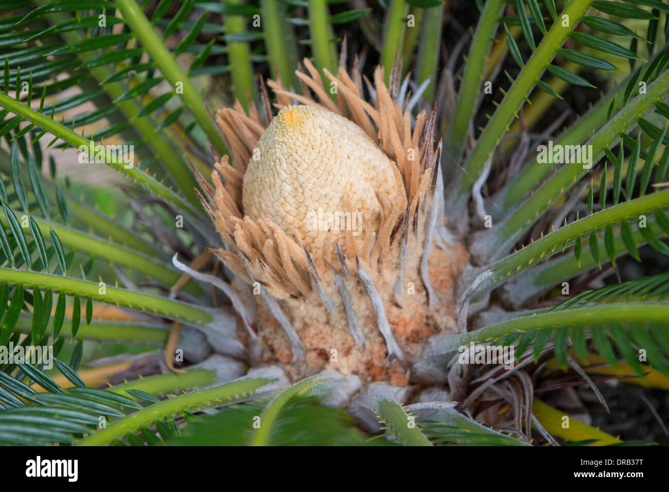 Blütenknospe Stockfoto