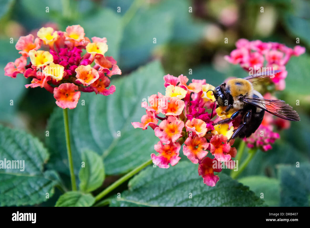 Eine Biene (Hymenoptera) sammelt Pollen von Blumen. Stockfoto