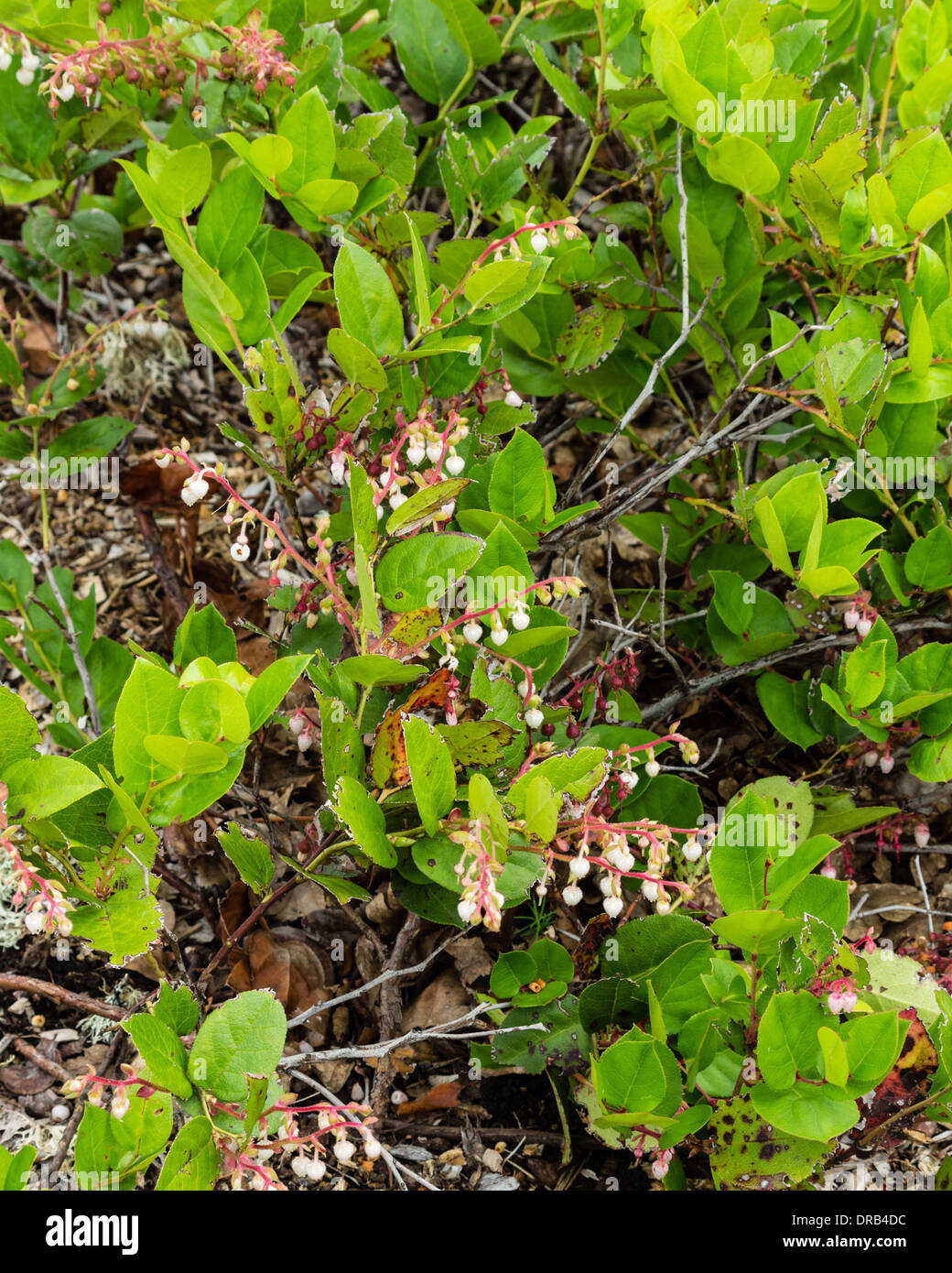 Callunen Shallon oder Salal blühen im Wald Unterwuchs.  In den Wäldern oder in Ornamantal Pflanzungen gefunden.  Stevenson, Washington Stockfoto