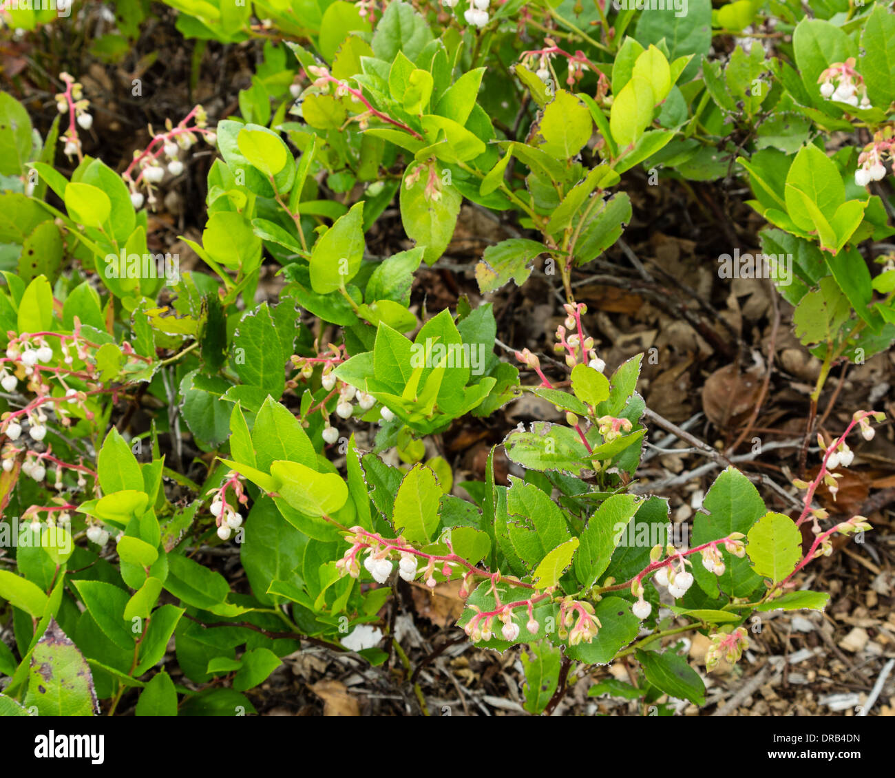 Callunen Shallon oder Salal blühen im Wald Unterwuchs.  In den Wäldern oder in Ornamantal Pflanzungen gefunden.  Stevenson, Washington Stockfoto
