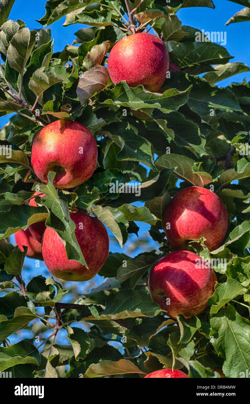 Äpfel an einem Baum in einem Obstgarten in Oregon.  Hood River, Oregon Stockfoto