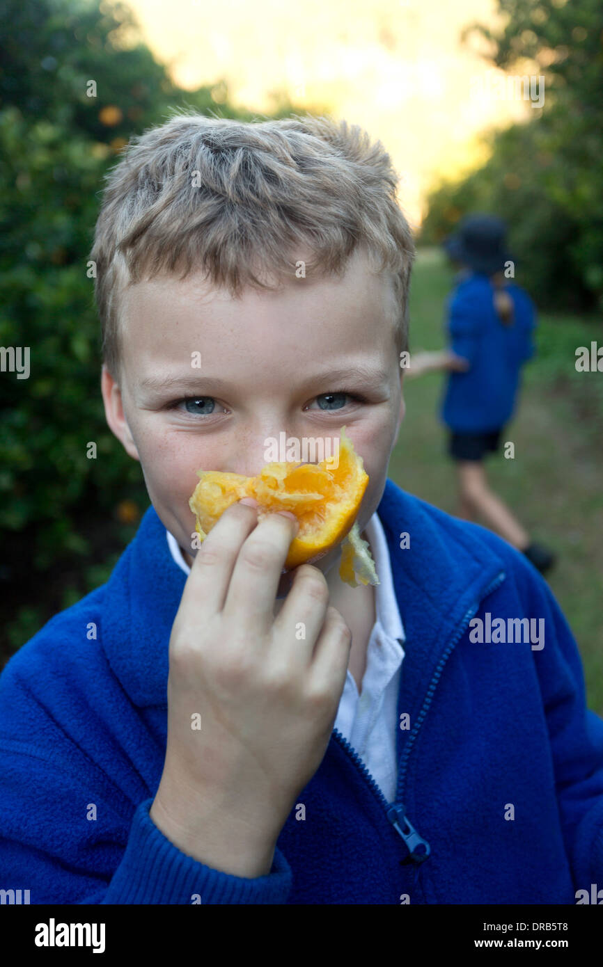 Neun - jährigen Jungen Essen und Spaß beim Sammeln von Orangen Hunter Valley New South Wales Australien Stockfoto