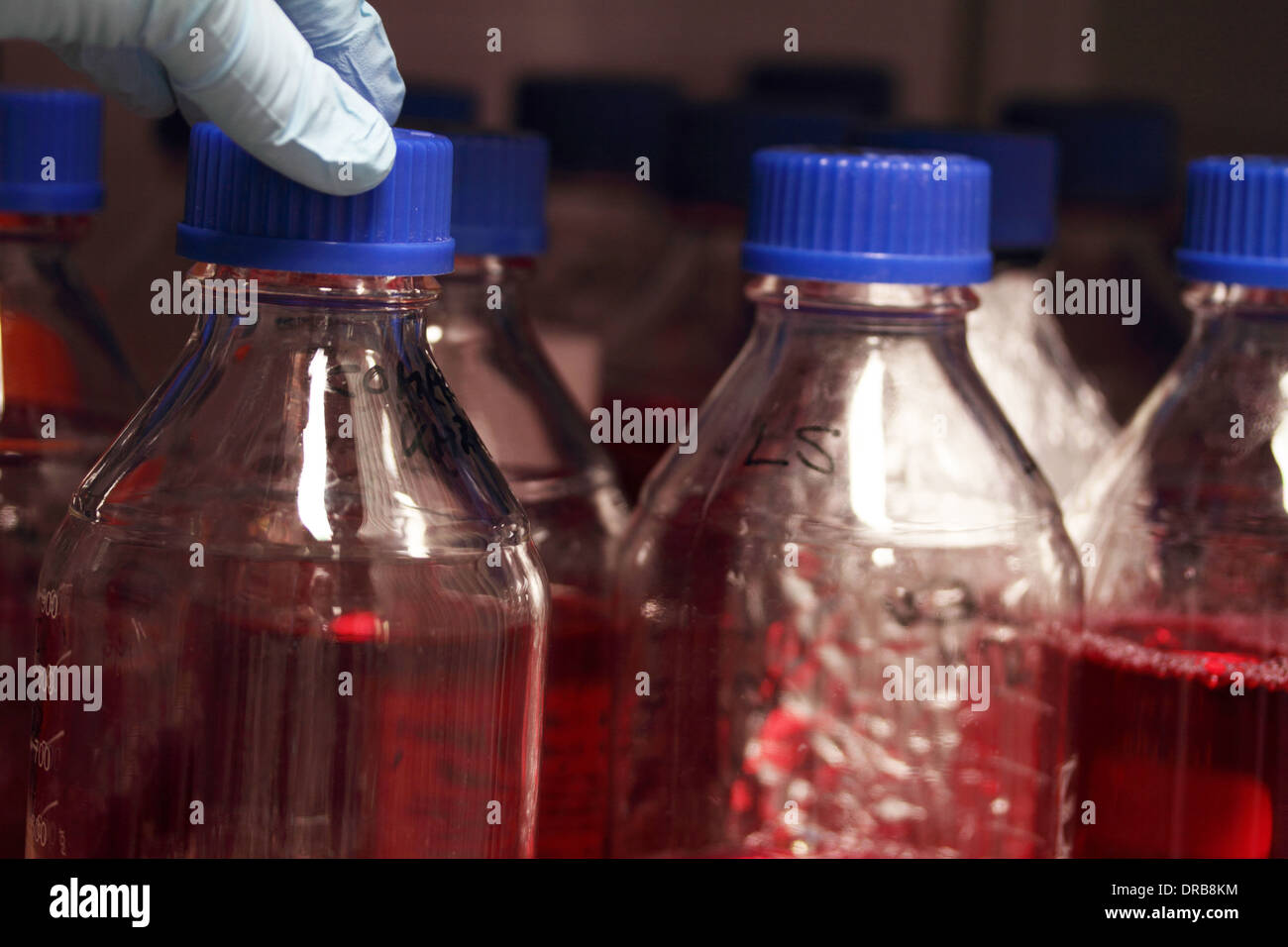 eine Hand mit Handschuh hält eine Glasflasche mit rot Medium in einem sterilen Labor Stockfoto