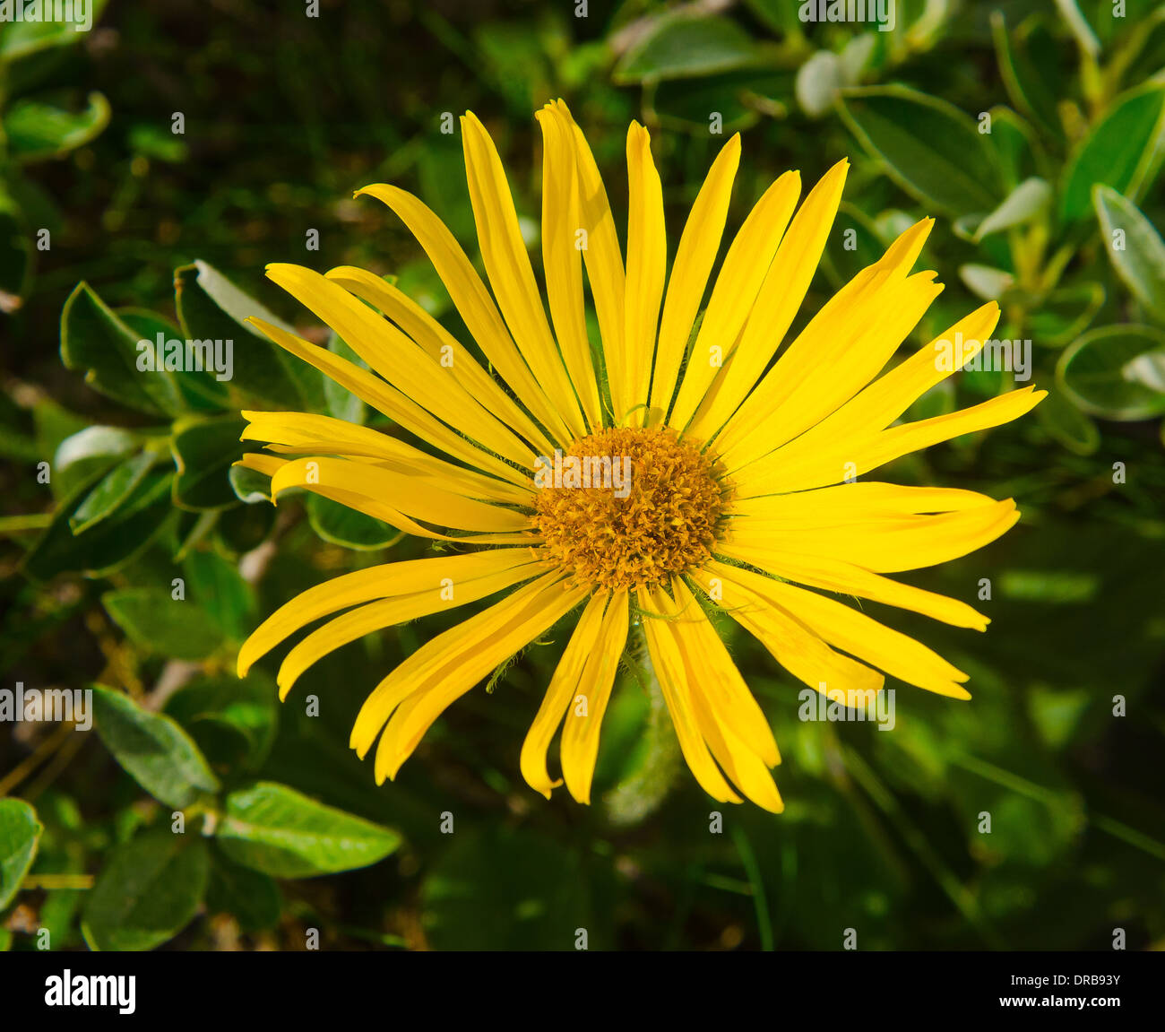 Arnika Montana gelben Berg Blume Stockfoto