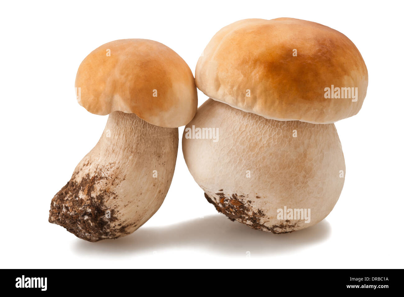 Pilze isoliert auf weißem Hintergrund Stockfoto