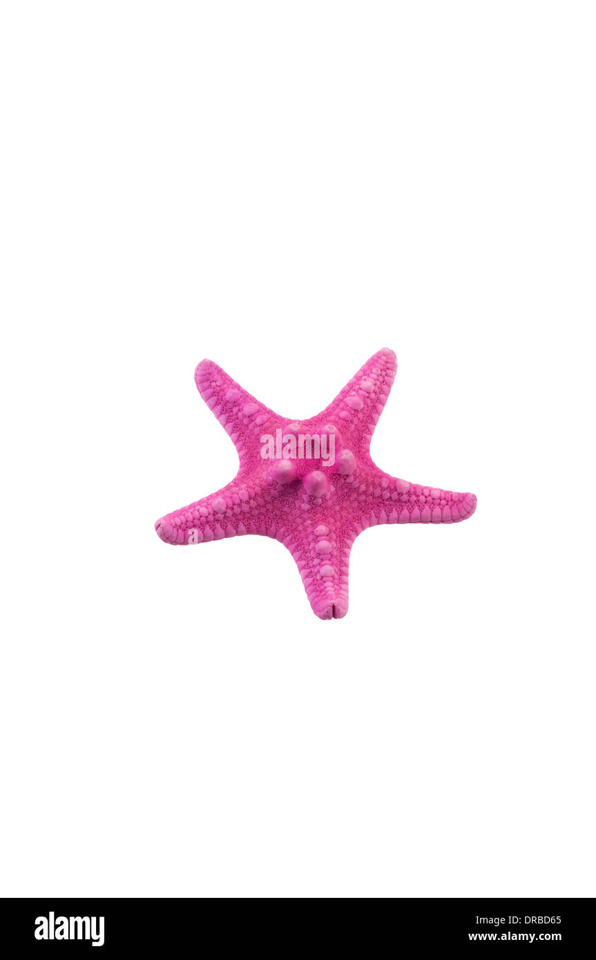 Ein rosa Seestern isoliert auf weißem Hintergrund Stockfoto
