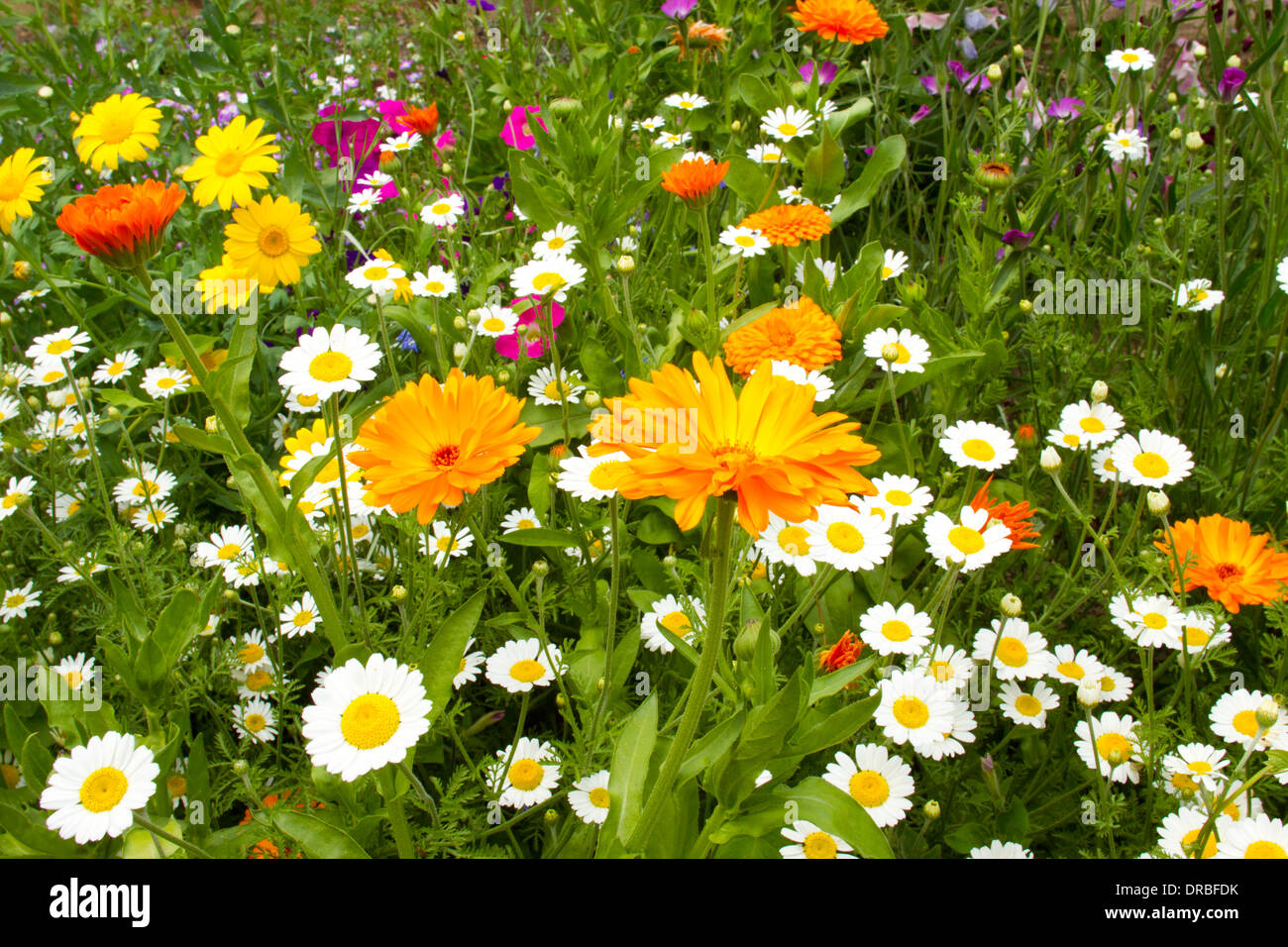Gemischte jährliche Blumen (Anthemis, Tagetes, Ringelblume), Blüte in einem Garten Grenze. Powys, Wales. Juli. Stockfoto