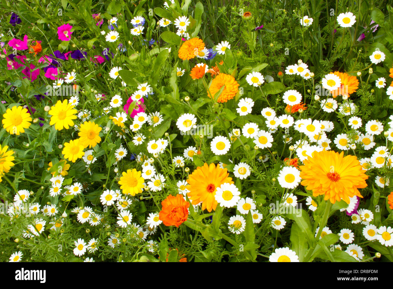 Gemischte jährliche Blumen (Anthemis, Tagetes, Ringelblume), Blüte in einem Garten Grenze. Powys, Wales. Juli. Stockfoto