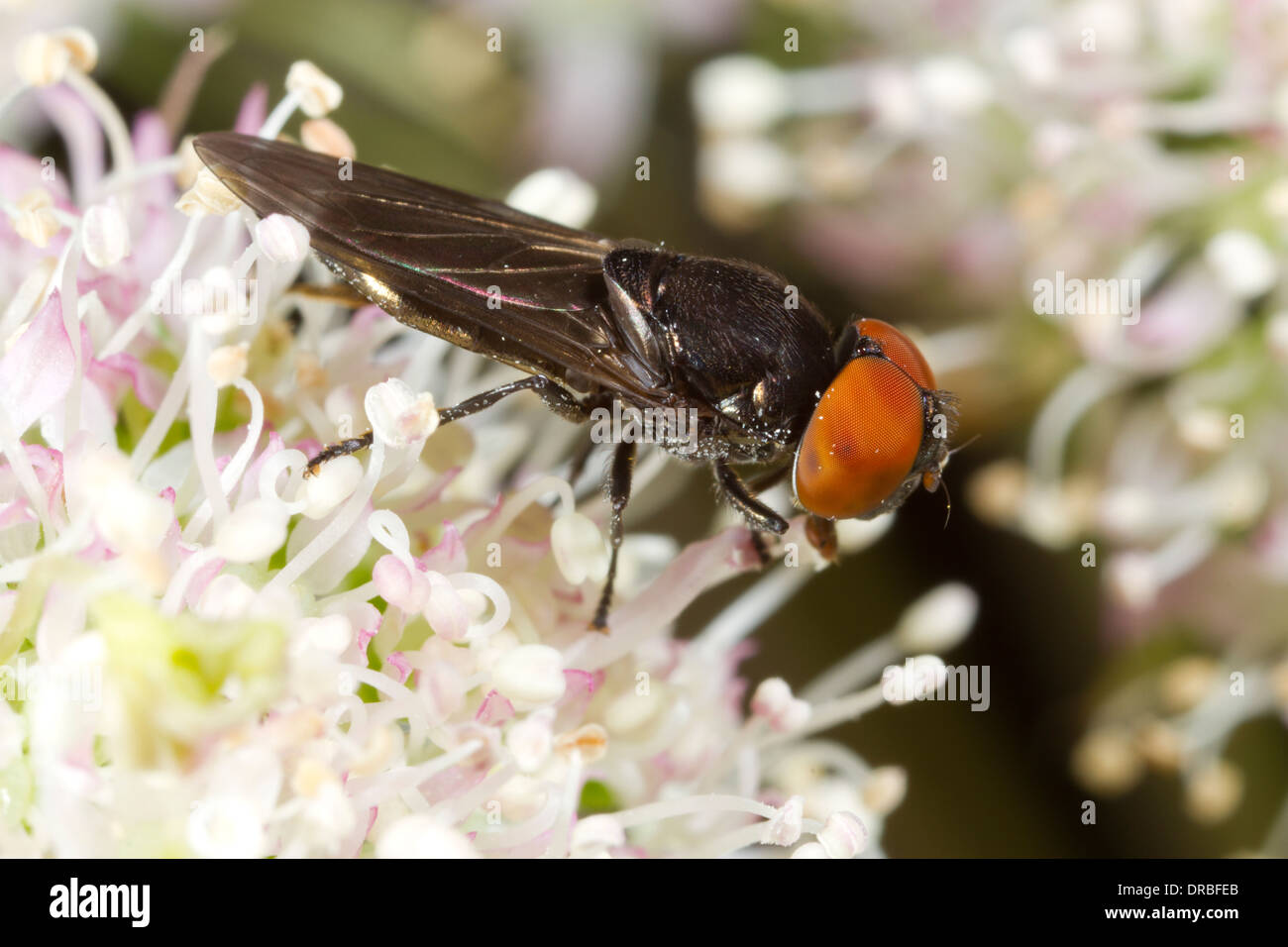 Hoverfly Chrysogaster Solstitialis Männchen ernähren sich von Wild Angelica. Powys, Wales. Juli. Stockfoto