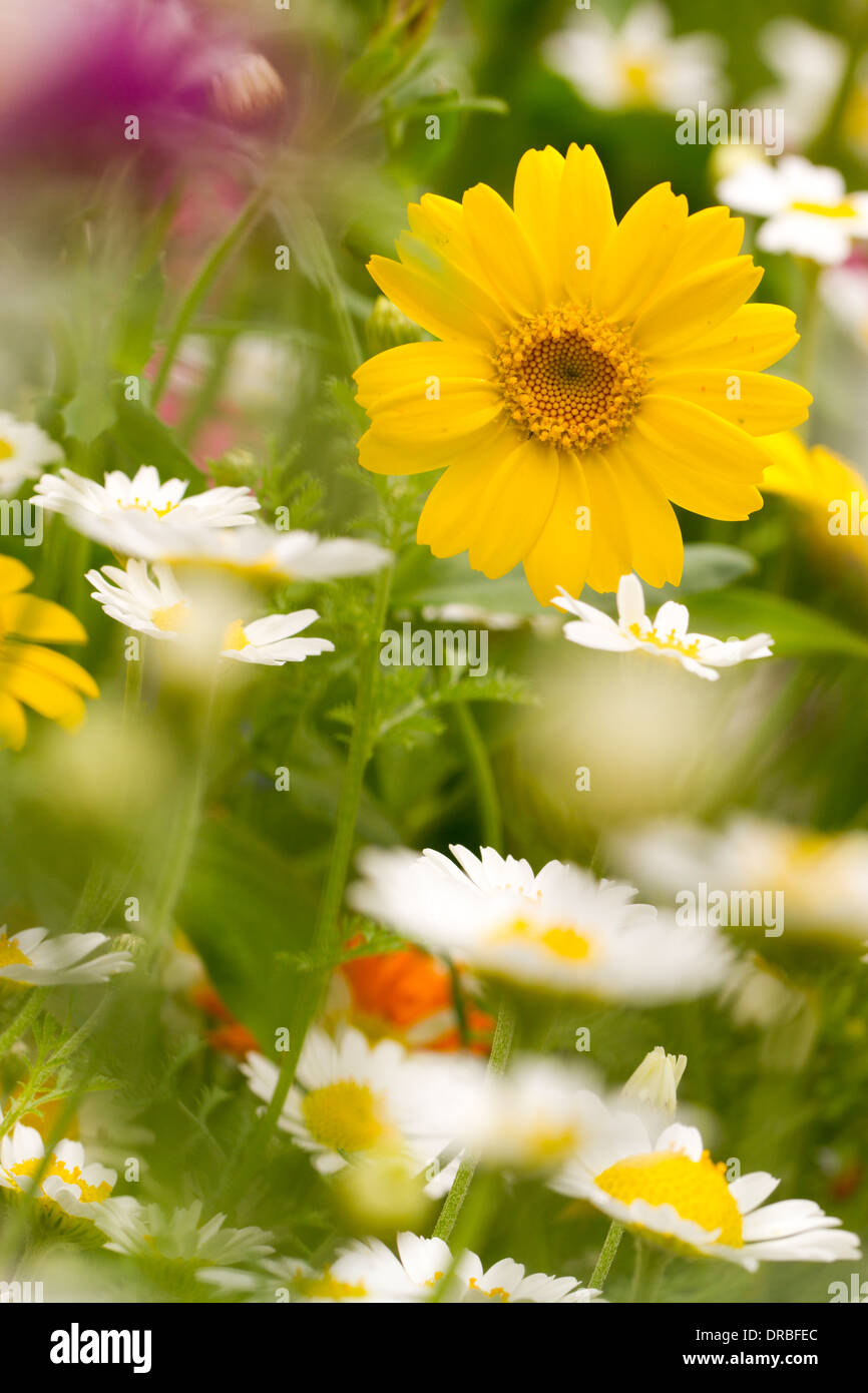 Gemischte jährliche Blumen (Anthemis, Tagetes), Blüten in einer Rabatte. Powys, Wales. Juli. Stockfoto