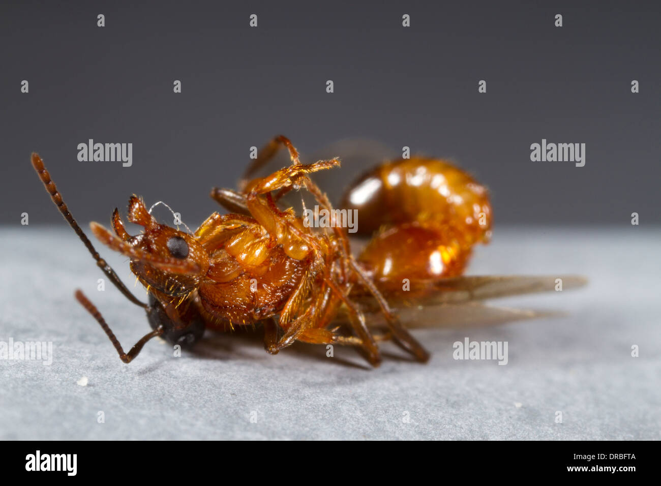 Gemeinsamen Red Ant (Myrmica Rubra) geflügelten Königin und männliche Paarung auf dem Dach. Powys, Wales. August. Stockfoto