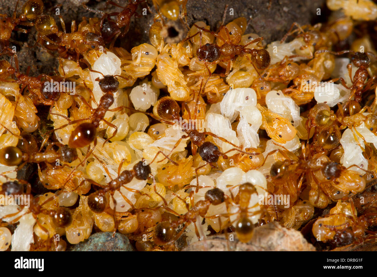 Red Ant (Myrmica Rubra) Erwachsene Arbeitnehmer tendenziell Puppen in einem Nest. Powys, Wales. August. Stockfoto