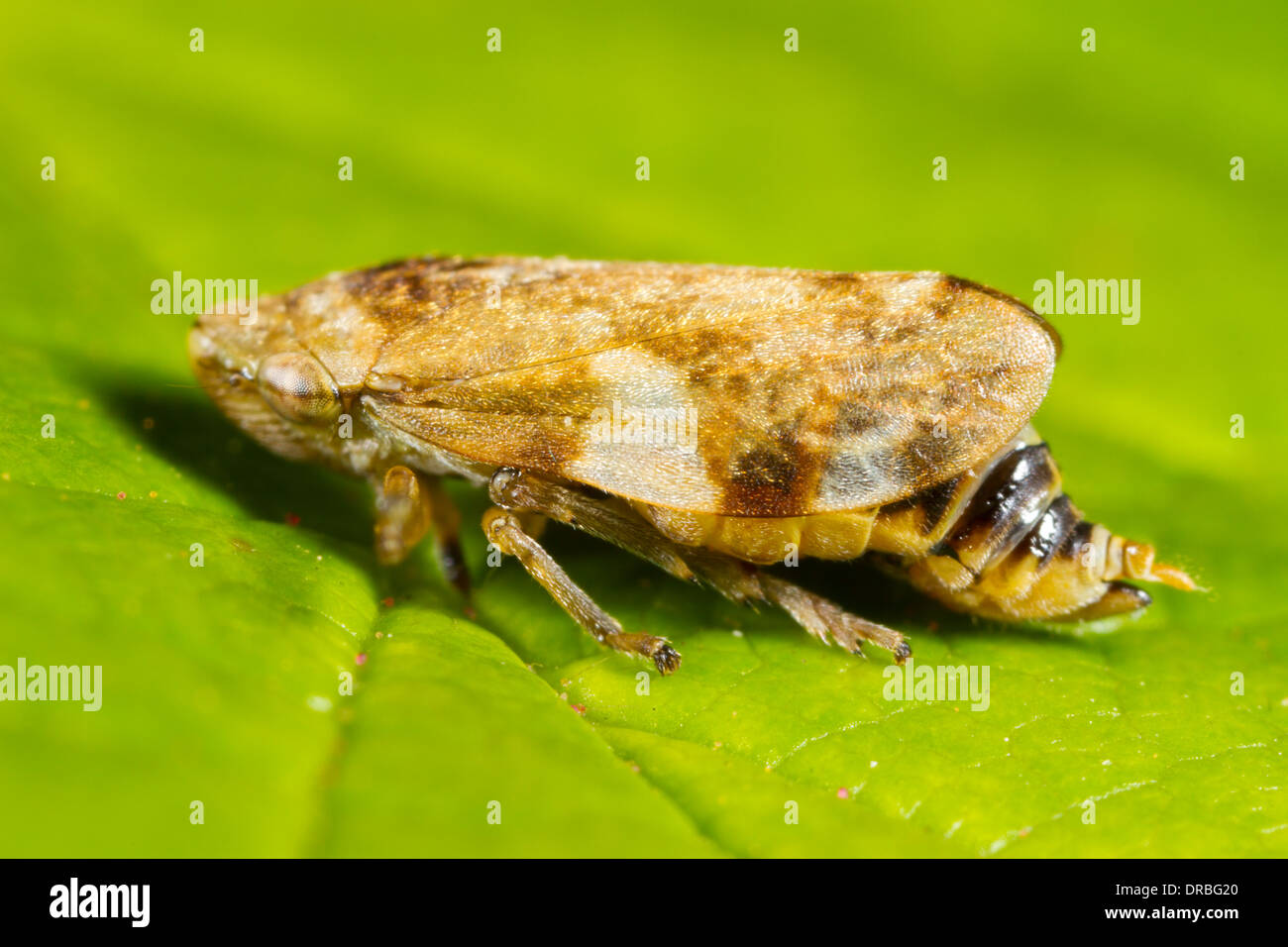 Erwachsenes Weibchen das gemeinsame Blutzikade (Philaenus Spumarius) auf einem Blatt. Powys, Wales. September. Stockfoto