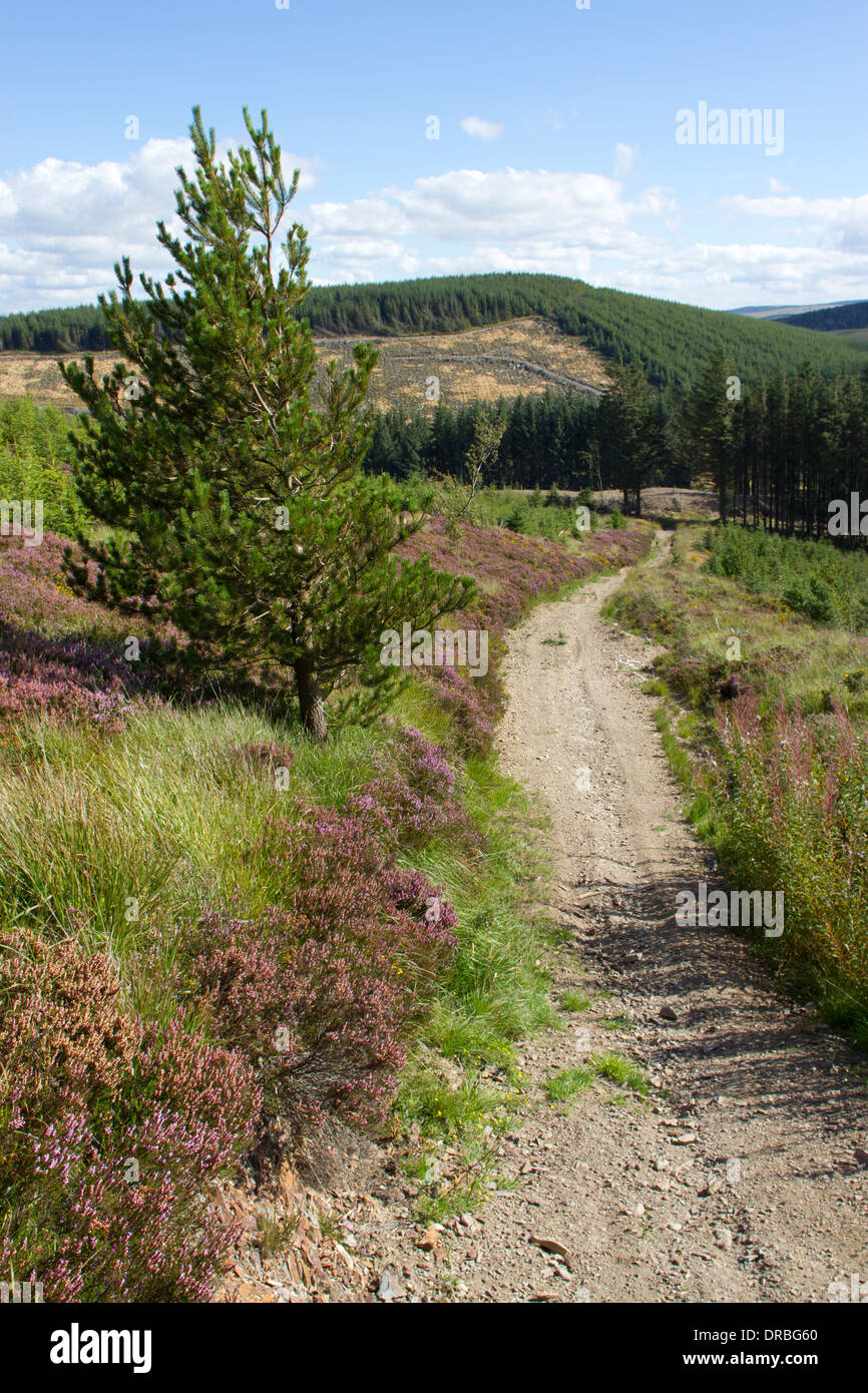 Kommerzielle Forstwirtschaft - Pfad in den Wald los. Powys, Wales. September. Stockfoto