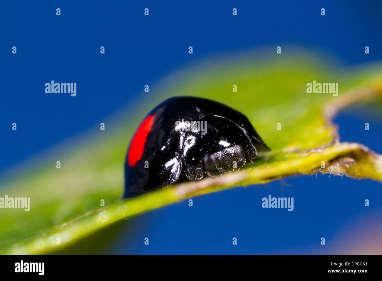 Niere-Ort Marienkäfer (Chilocorus Renipustulatus) Erwachsene Käfer auf einem fahlen Blatt. Powys, Wales. September. Stockfoto