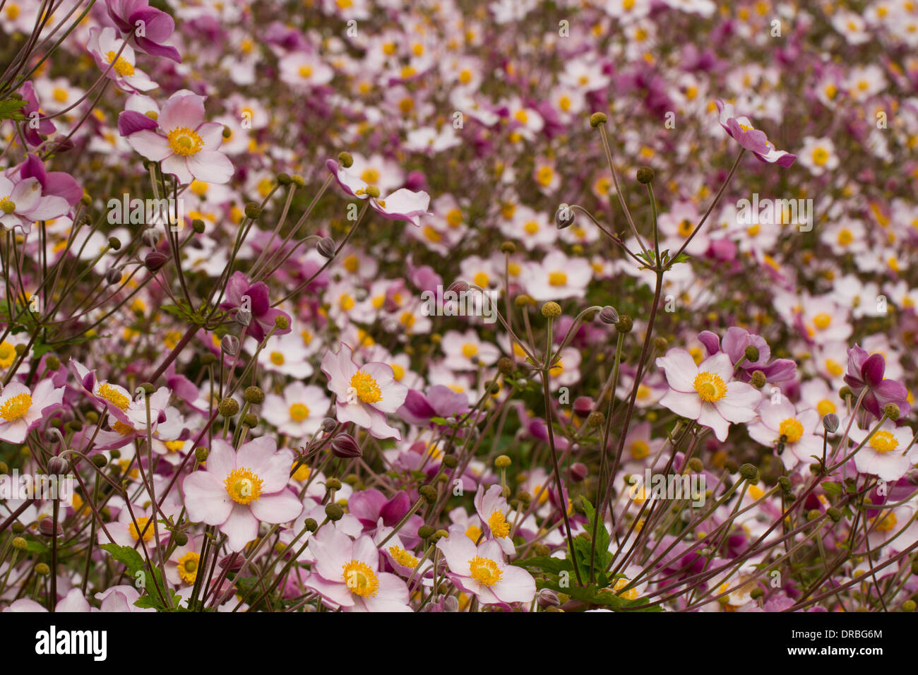 Japanische Anemone (Anemone X hybrida) 'September Charme' Blüte in einem Garten. Carmarthenshire, Wales. September. Stockfoto
