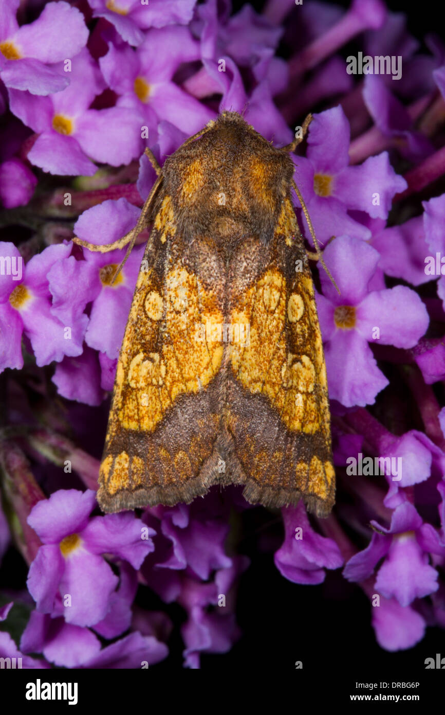 Gefrostet Orange Moth (Gortyna Flavago) Erwachsene auf Sommerflieder Blumen. Powys, Wales. September. Stockfoto