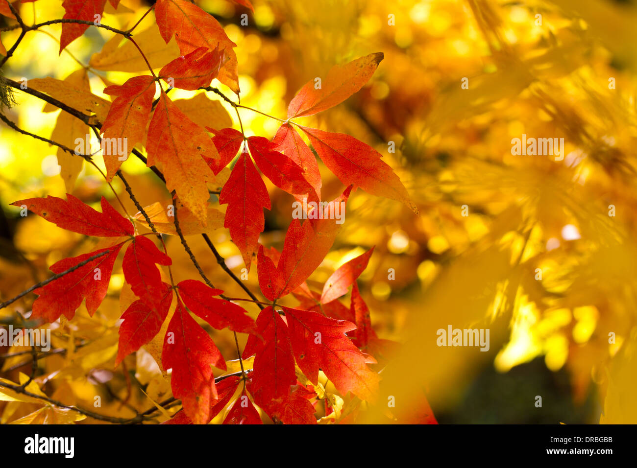 Drei-Blatt-Ahorn (Acer Trifolium) Blätter an einem Baum im Herbst. Herefordshire, England. Oktober. Stockfoto