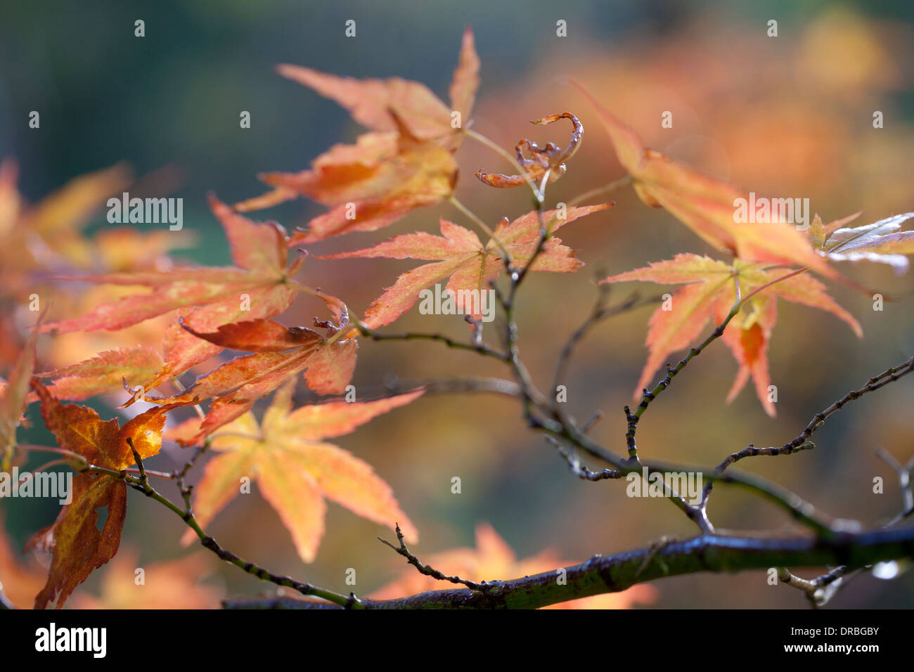 Blätter an einem japanischen Ahorn (Acer Palmatum) Baum im Herbst. Powys, Wales. November. Stockfoto