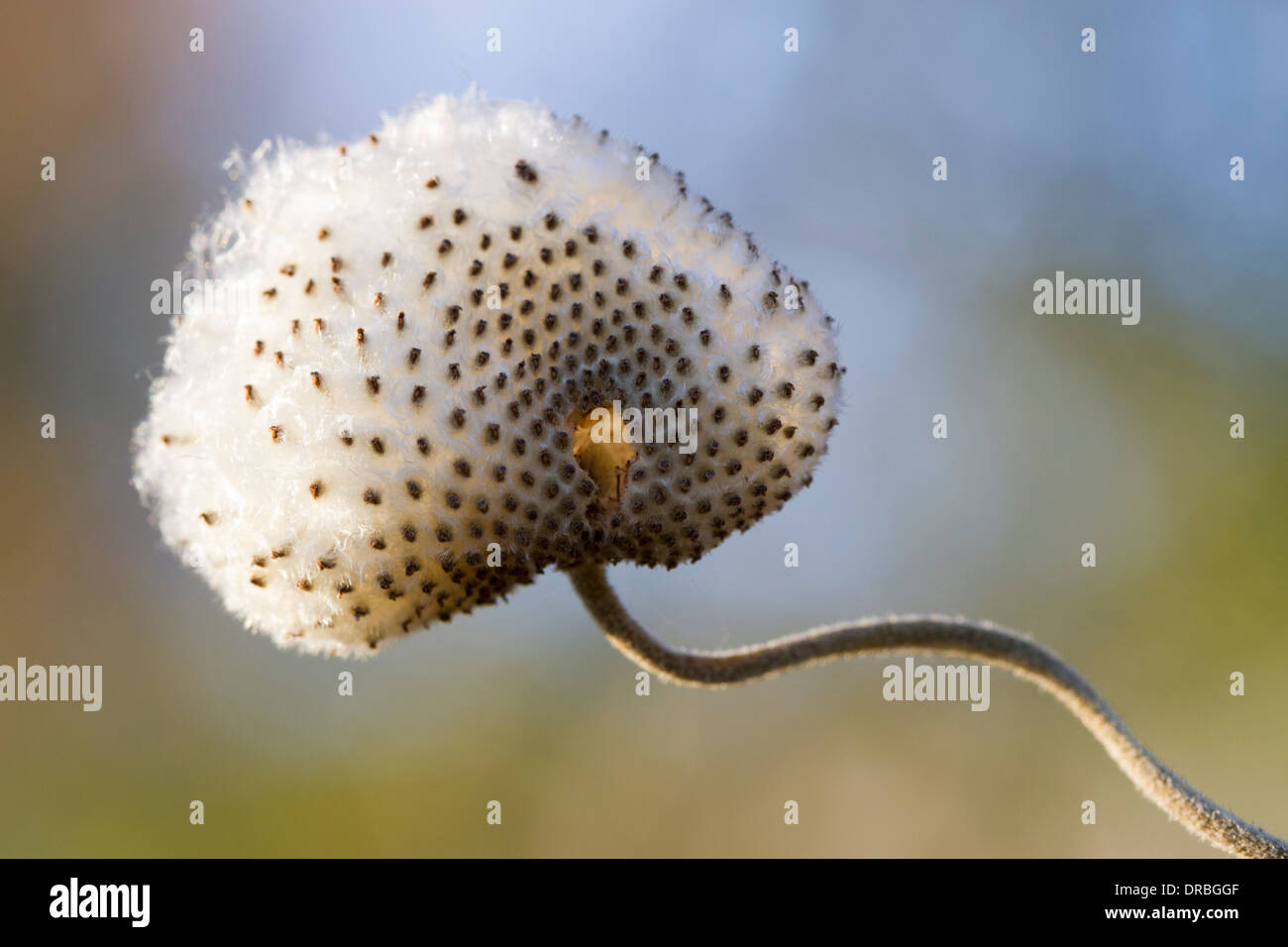 Japanische Anemone (Anemone Hupehensis) 'Praecox' Seedhead in einem Garten. Carmarthenshire, Wales. November. Stockfoto