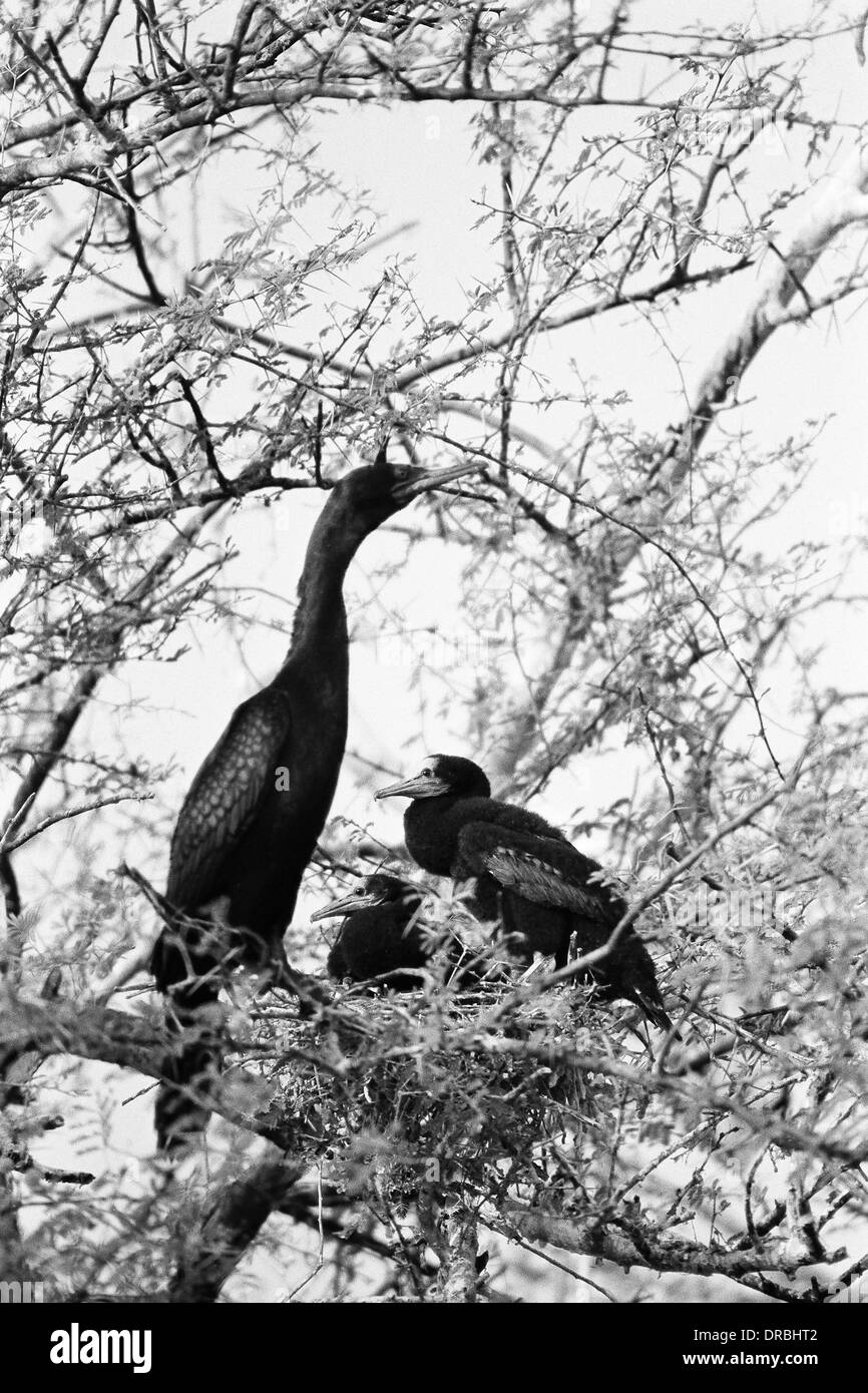 Vogel im Nest, Familie Keoladeo Vogelschutzgebiet, Bharatpur, Rajasthan, Indien, 1982 Stockfoto