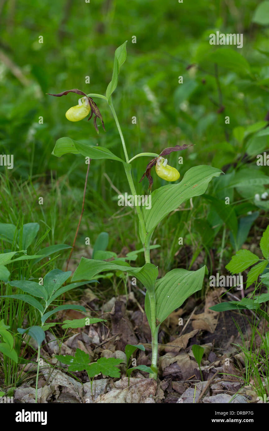 Cypripedium Calceolus Frauenschuh Frauenschuh Stockfoto