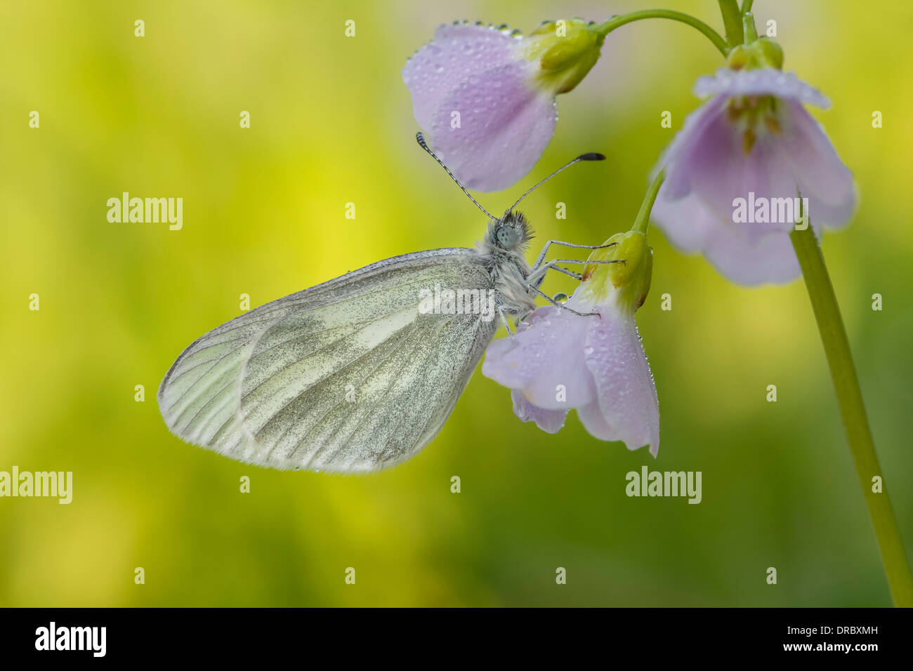 Leguminosen Weissling Leptidea Sinapis Senfweissling Stockfoto