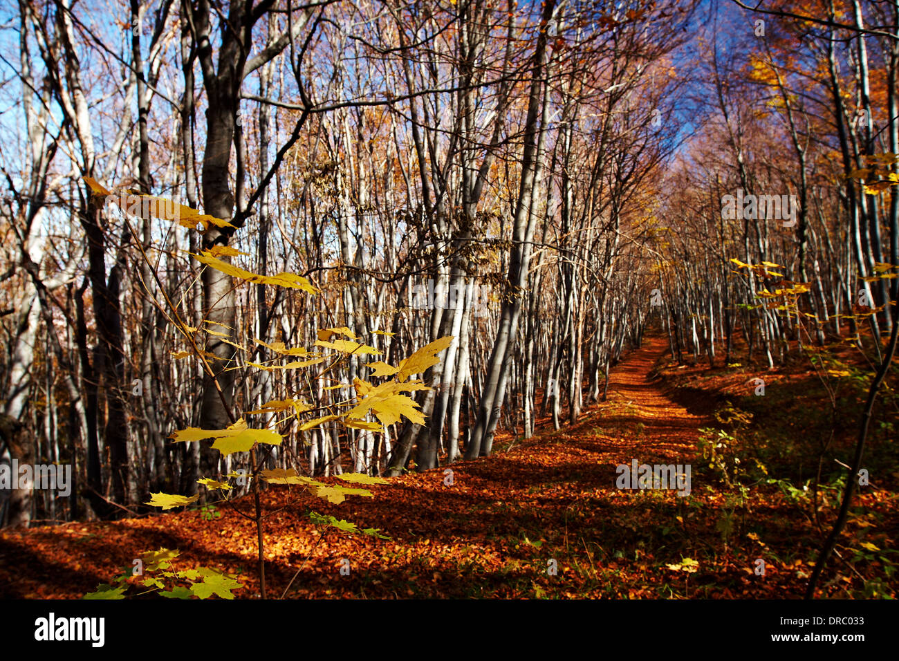 Roten Herbstwald Stockfoto