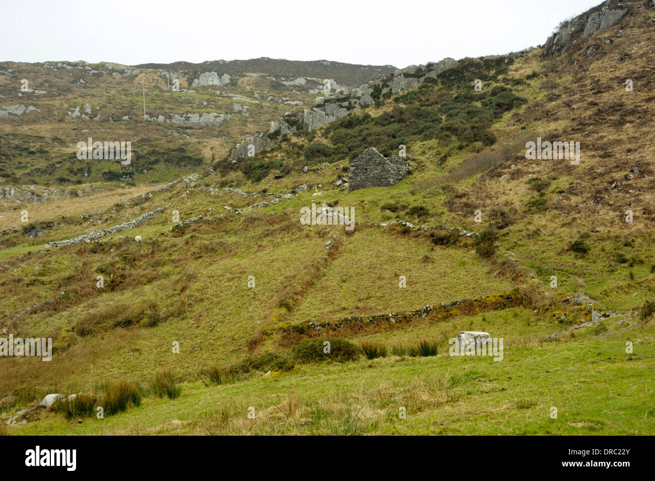 Alte Wiesen und Felsen, Schafskopf Stockfoto