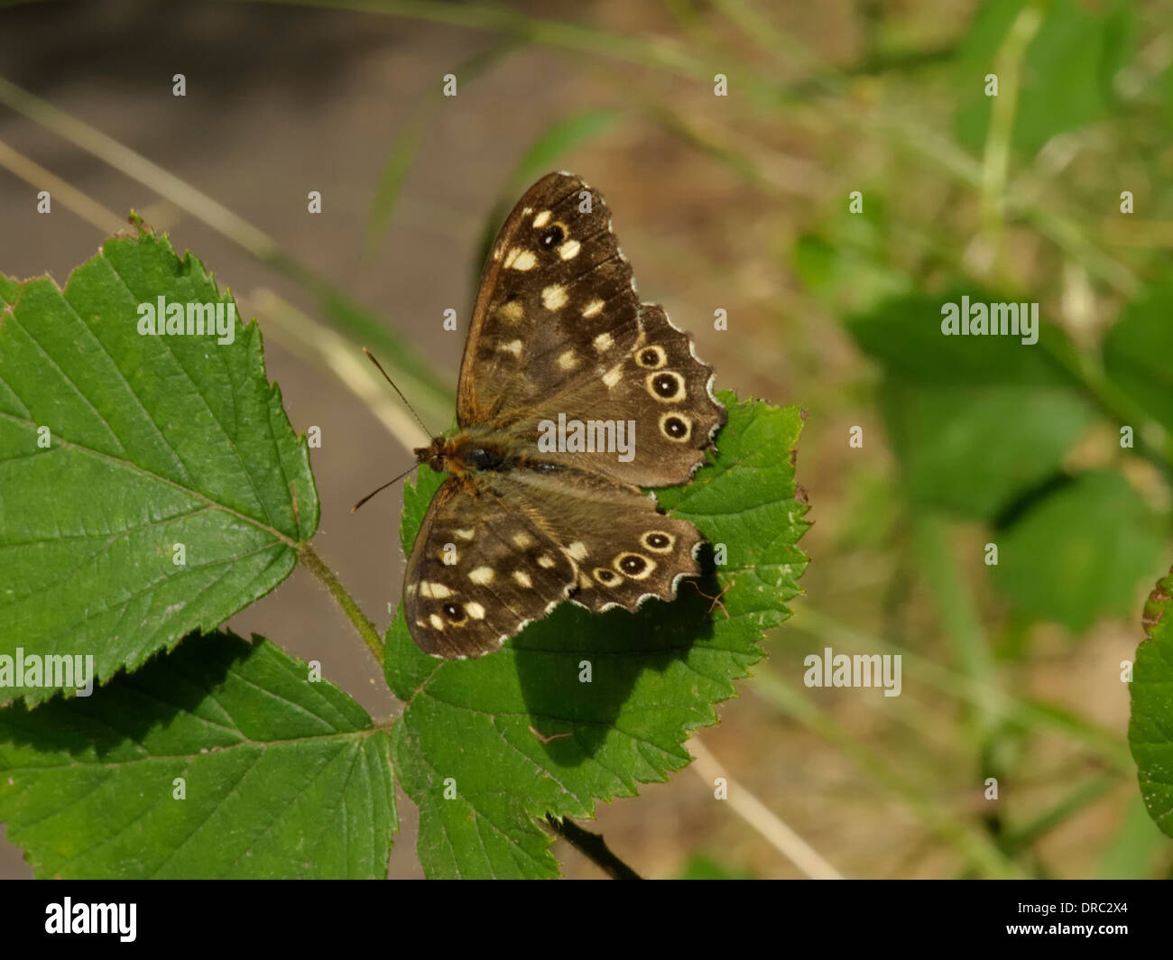 Gesprenkelte Holz Schmetterling Pararge aegeria Stockfoto