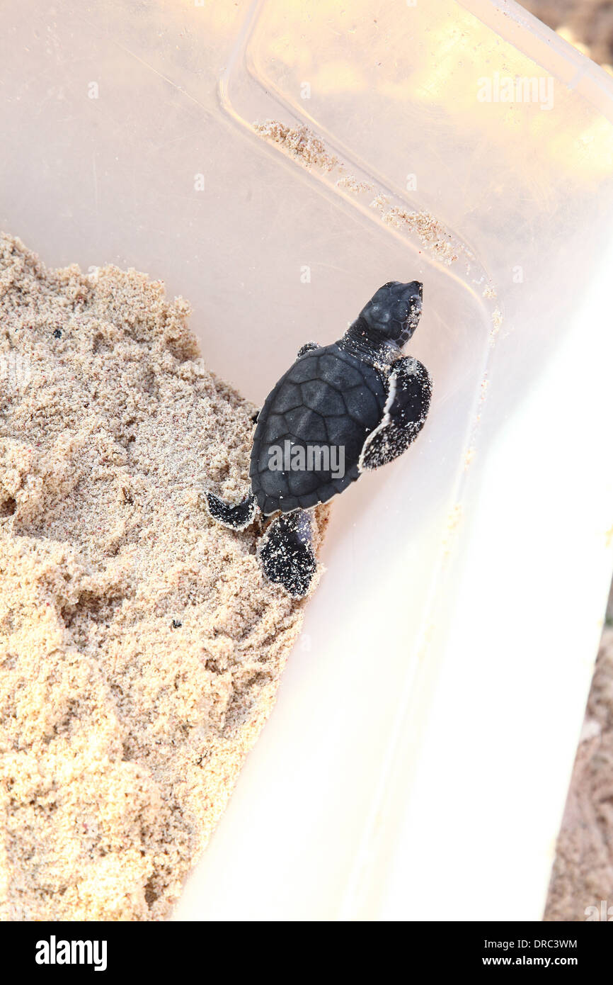 Ein Baby Grüne Schildkröte aus einem Nest in einer Plastikbox Warten auf Freigabe ins Meer gerettet Stockfoto