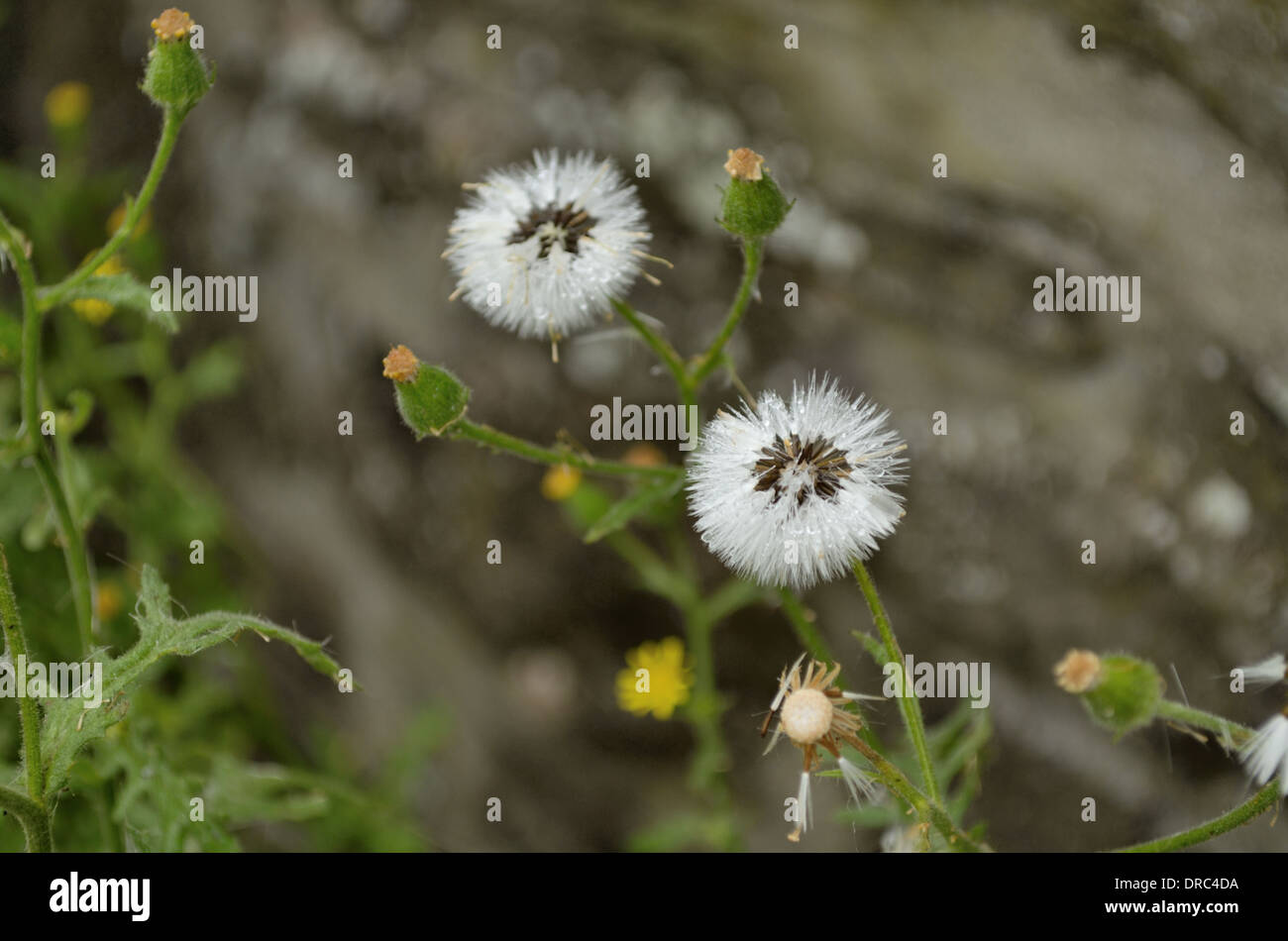 Klebriges Kreuzkraut, Senecio Viscosus, Seeding Stockfoto