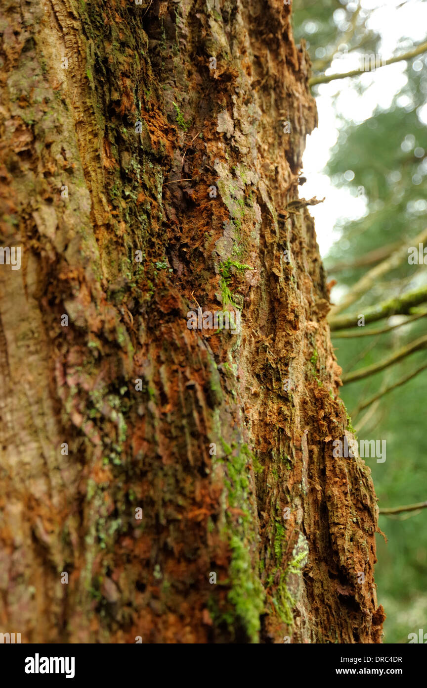 Wellingtonia Stamm / Rinde, Sequoiadendron Giganteum Stockfoto