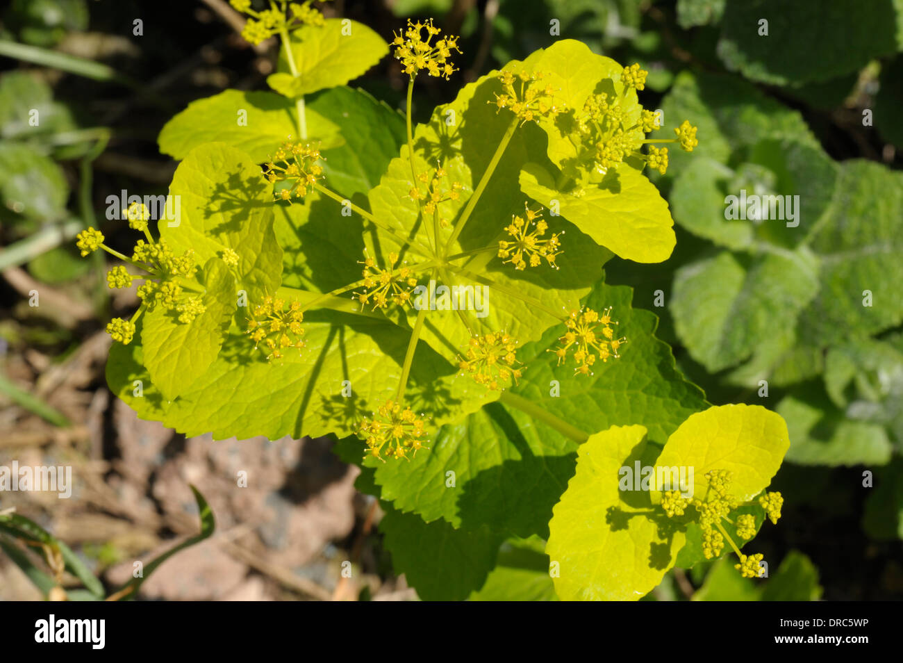 Perfoliate Alexanders, Smyrnium perfoliatum Stockfoto